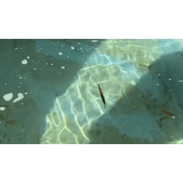 Illustration de gamme SAYORIS — leurre en action sous l’eau ; vue illustrative, coloris non contractuel