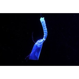 Effet ultraviolet Keimura Fune Sabiki SS — illustration fabricant de gamme